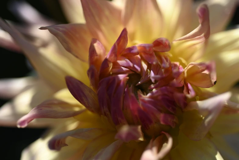 close up view of petals on a large yellow flower