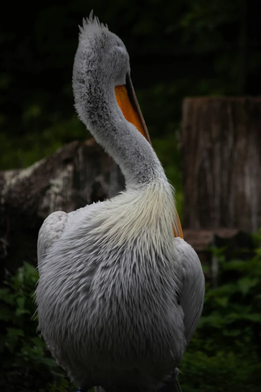 a white pelican with a yellow beak