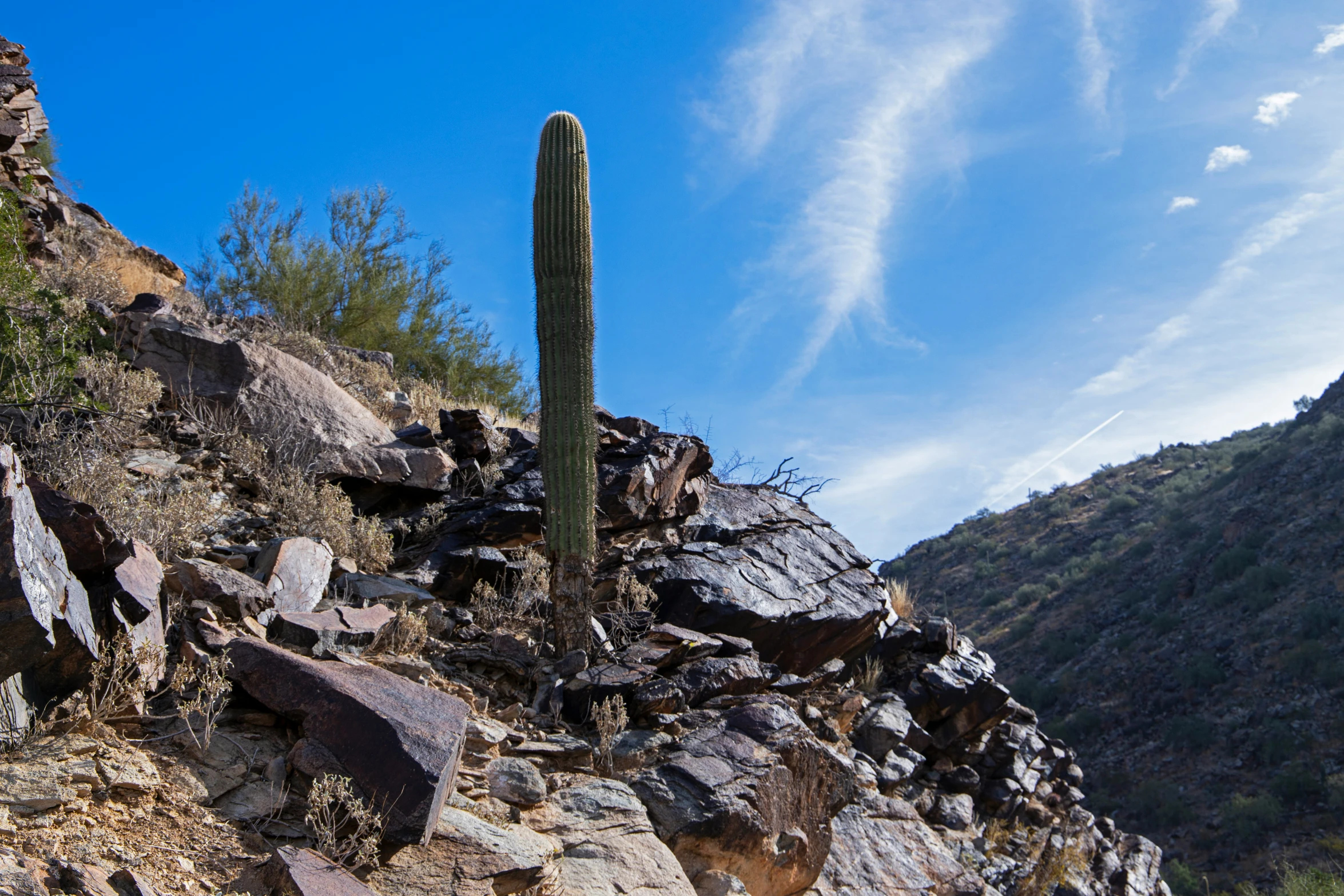 an image of a cactus on a hillside