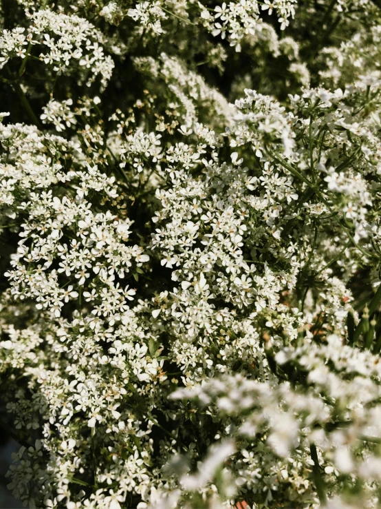 a bunch of white flowers in some grass