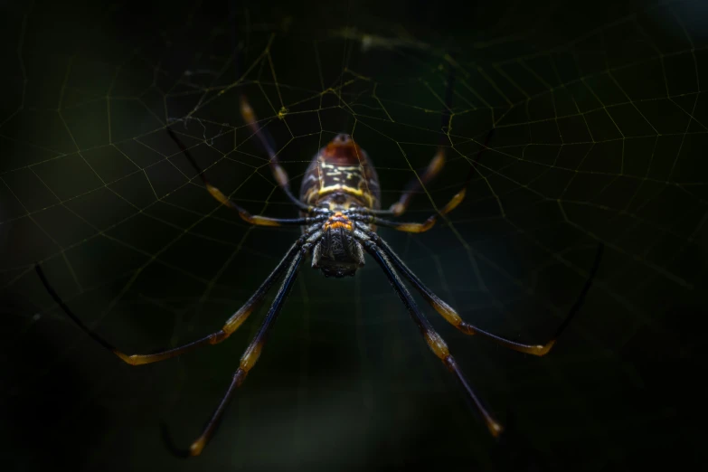 a large, very colorful spider has it's web in its mouth