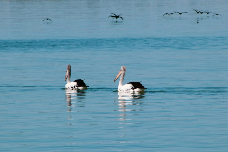 a couple of birds floating in a lake