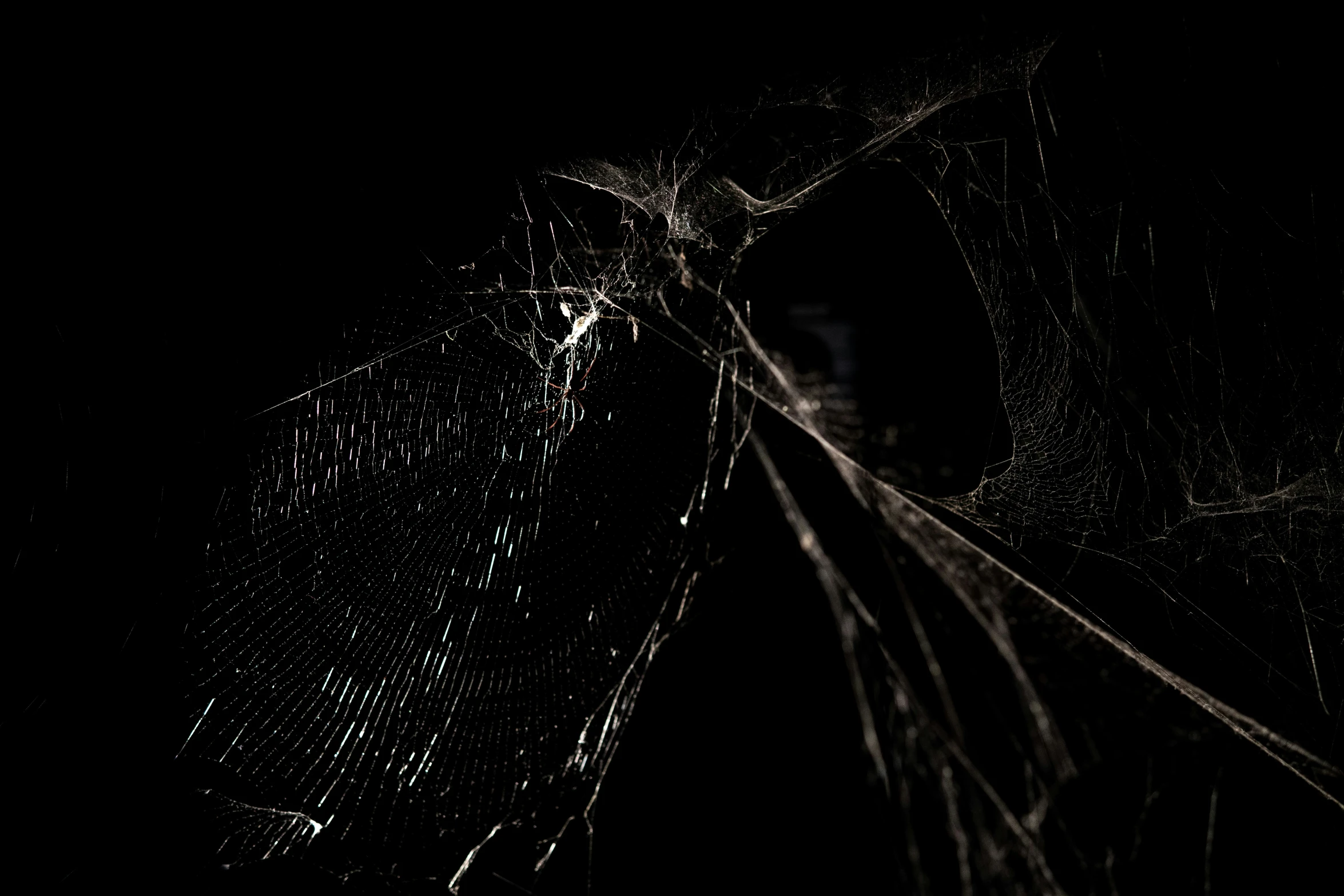 a spider web sits at night on its web