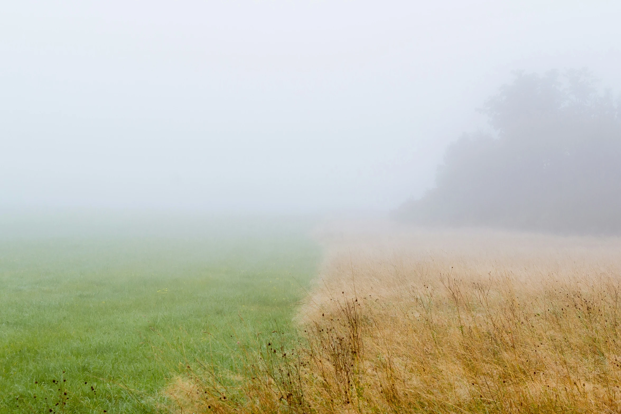 there is grass and some trees in the mist