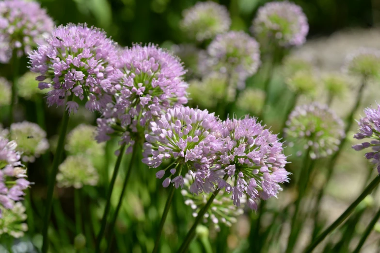 purple flowers grow in the garden during the day