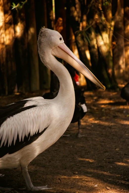 a large white and black bird with a long beak