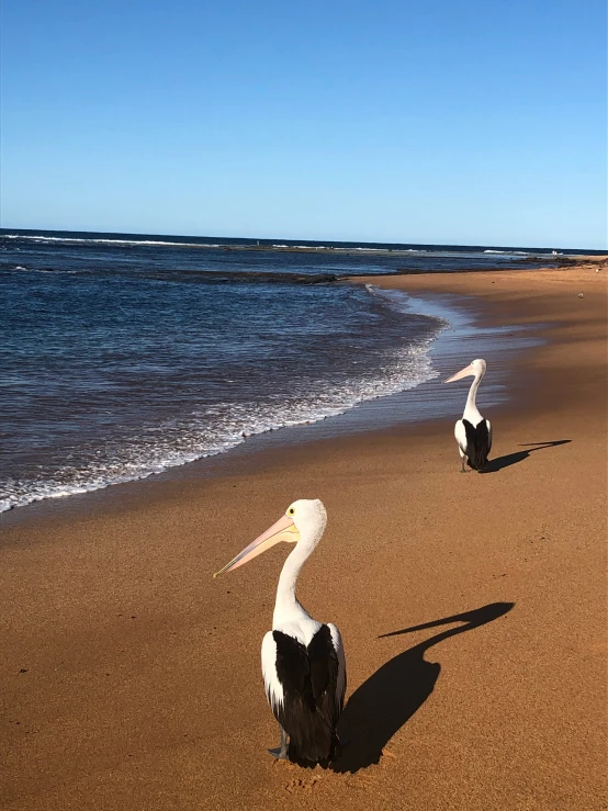 a large long bill pelican sitting on the shore of a beach