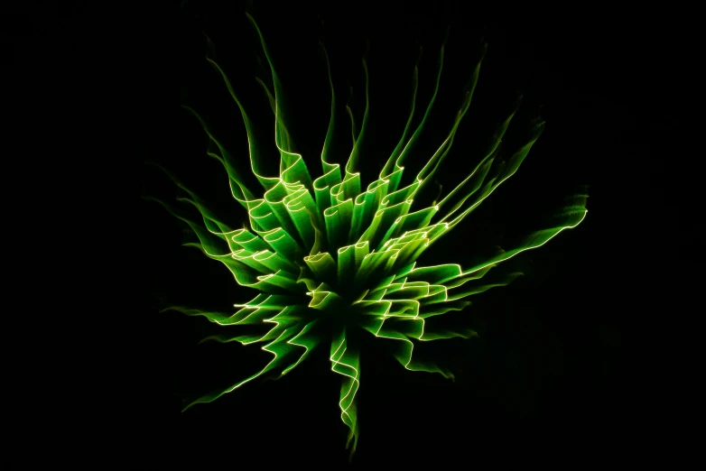 a green flower that is against a black background