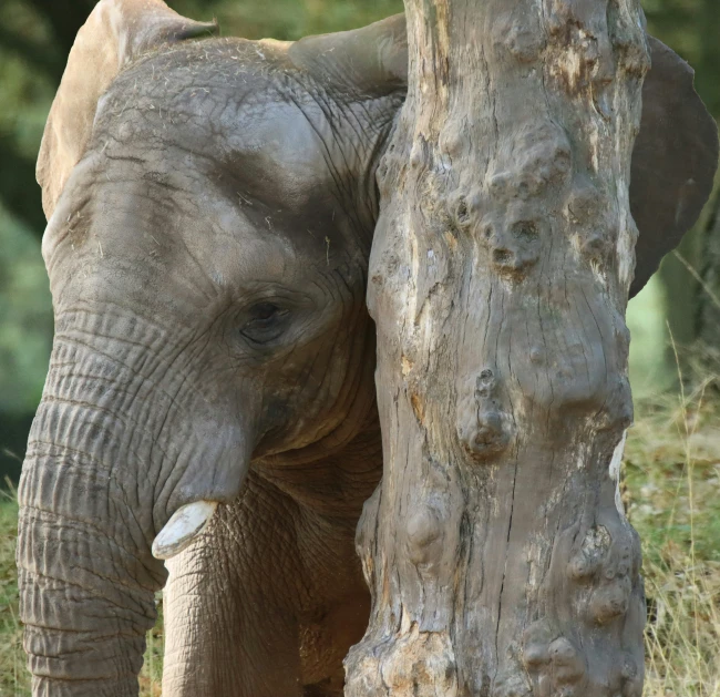 an elephant scratching its head against a tree