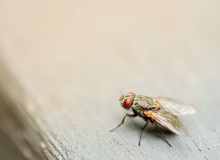 a fly is sitting on the floor and is ready to land