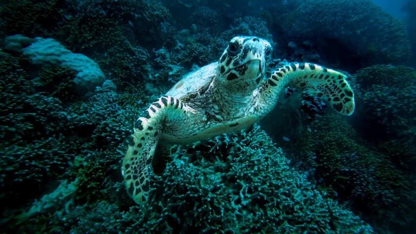 a turtle with the tentacles extended and a lot of coral on the bottom