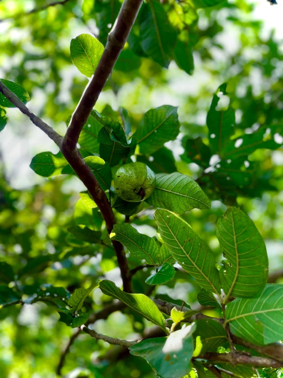 the leaves of the tree are unripe