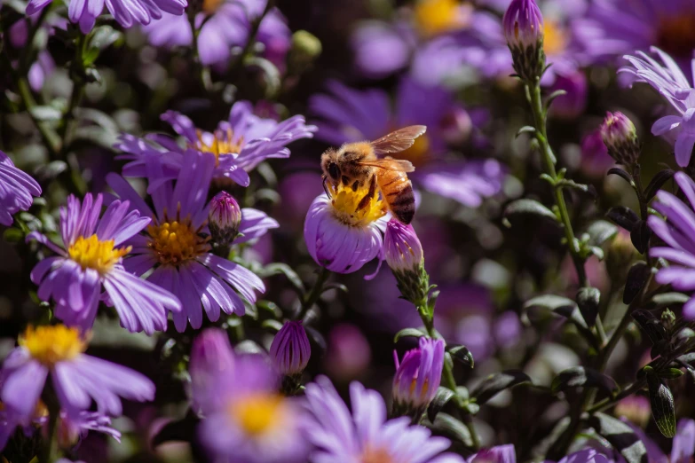 a bee is on the purple flowers in the garden