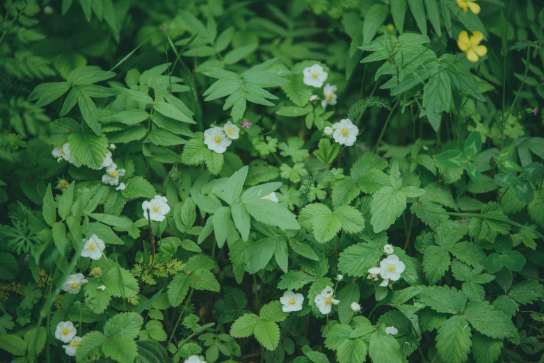 a close up of a small flower in the grass