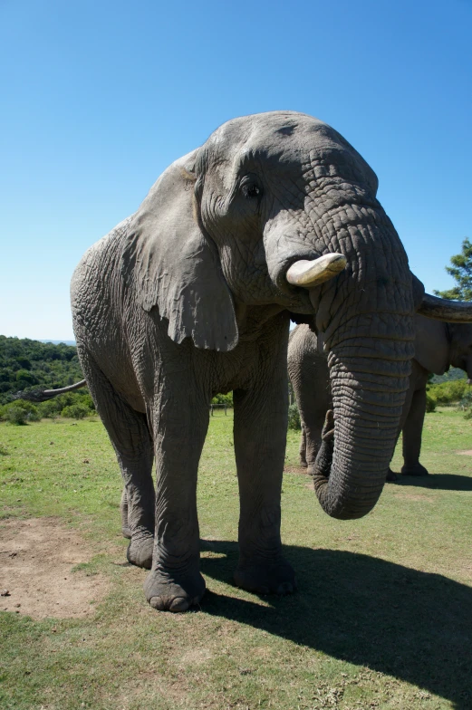 a very big elephant standing in a field