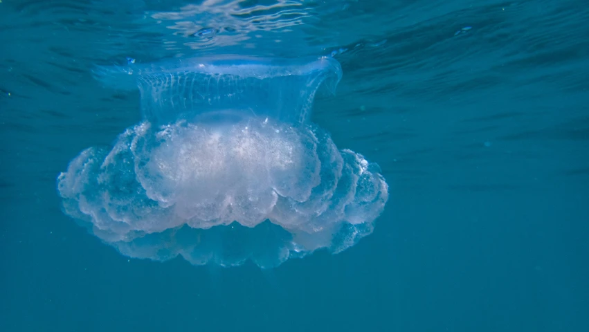 an image of an octo swimming through the water