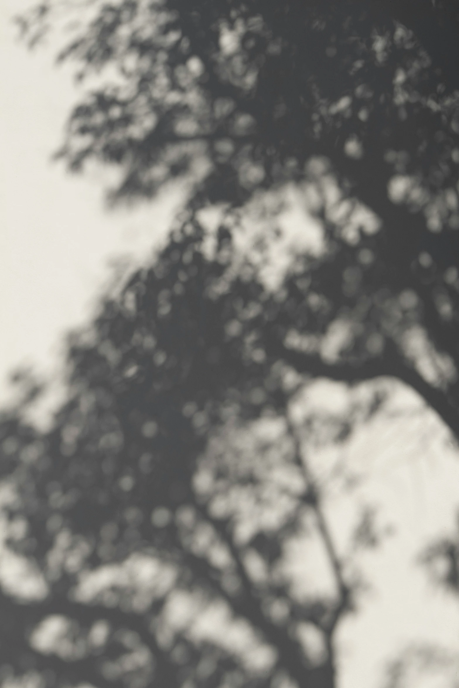 a black and white po of a bench with a tree in the background