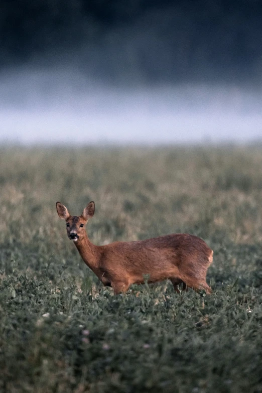 a deer looks back at the camera in the field