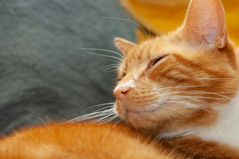 an orange and white cat sleeping with its eyes closed