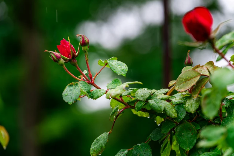 a red rose sitting next to leaves on a tree