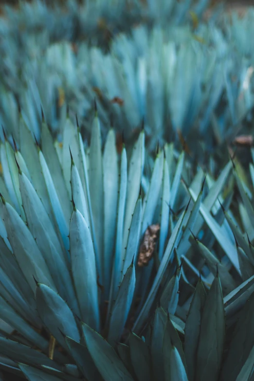 a group of plants with green leaves on them