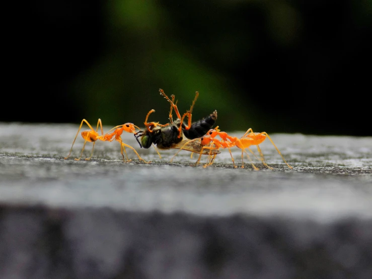 three orange bugs sitting on top of each other