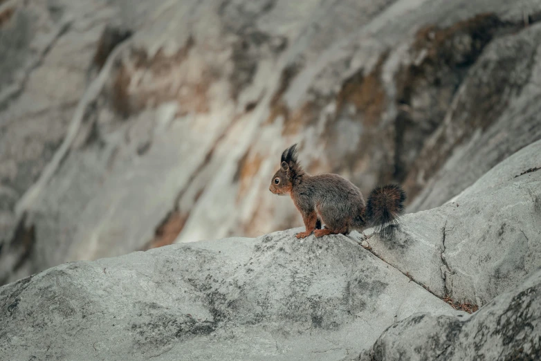 a squirrel is sitting on a large rock