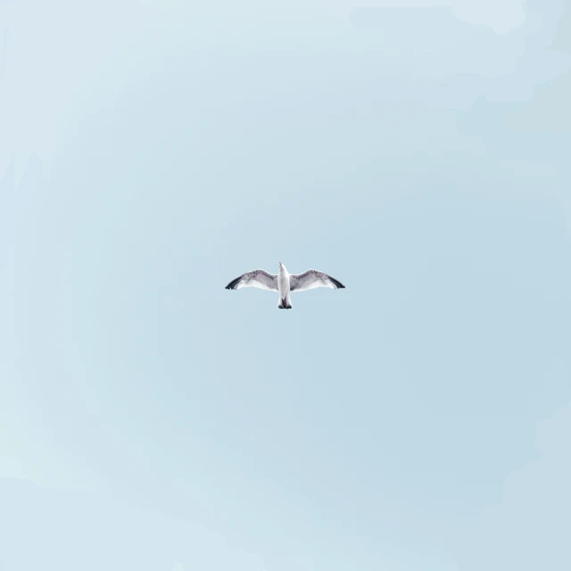 a bird is flying across the sky with its wings spread