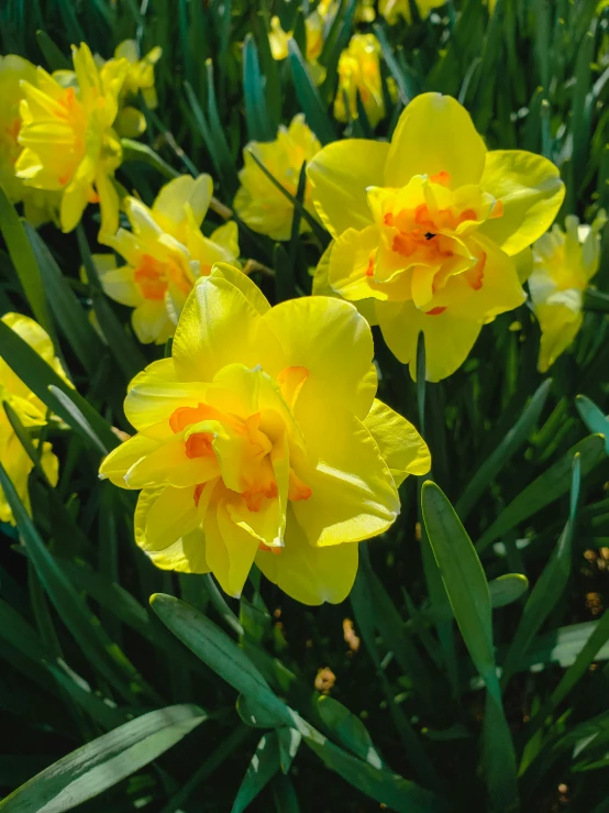 the very bright yellow flowers in the field