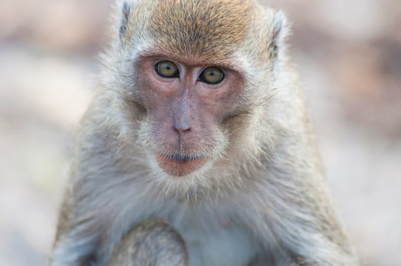 a monkey looks straight ahead while standing in the wild