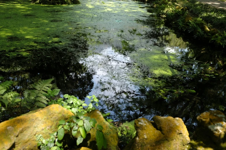 green water that is in the middle of a field