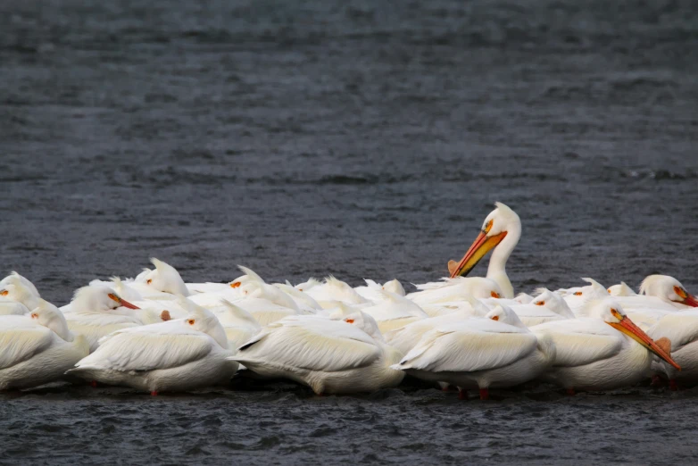 a group of white birds floating on top of water