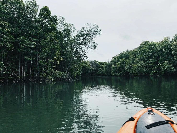 a canoe is in the middle of a forest