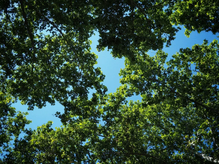 looking up at green trees from the ground