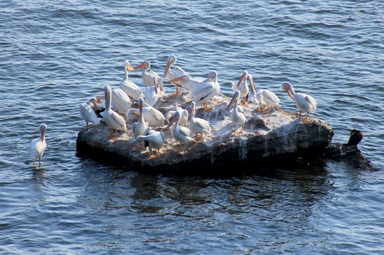 seagulls and long billed ducks feeding on a rock