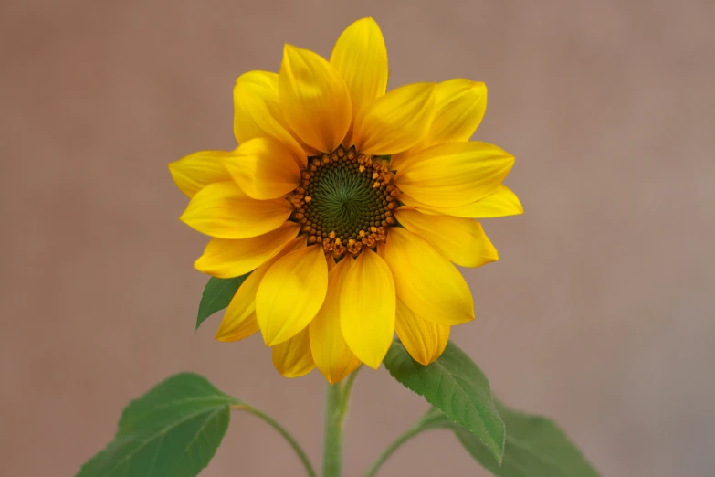 a large yellow sunflower stands tall against a light brown background