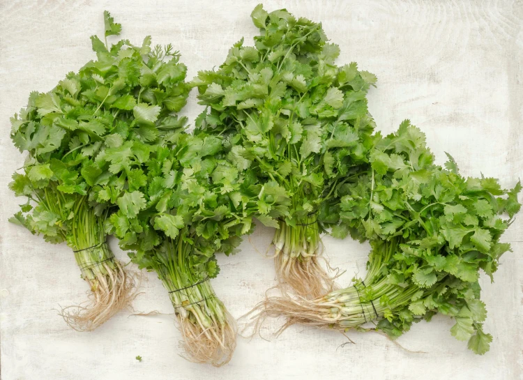 some leaves are growing and laying on the ground