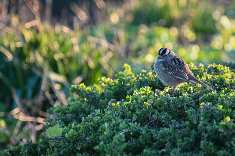 a bird that is standing on a bush