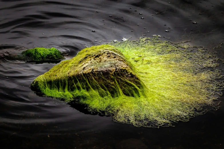 a moss covered rock is seen in a lake