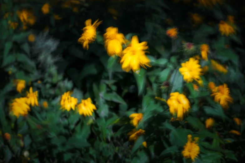 flowers in a forest with lots of green leaves