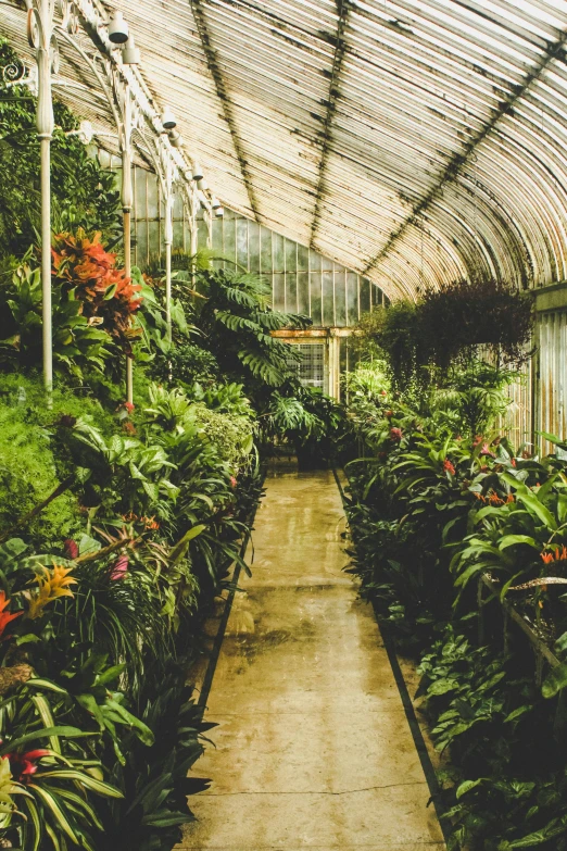 a row of plants in a large greenhouse