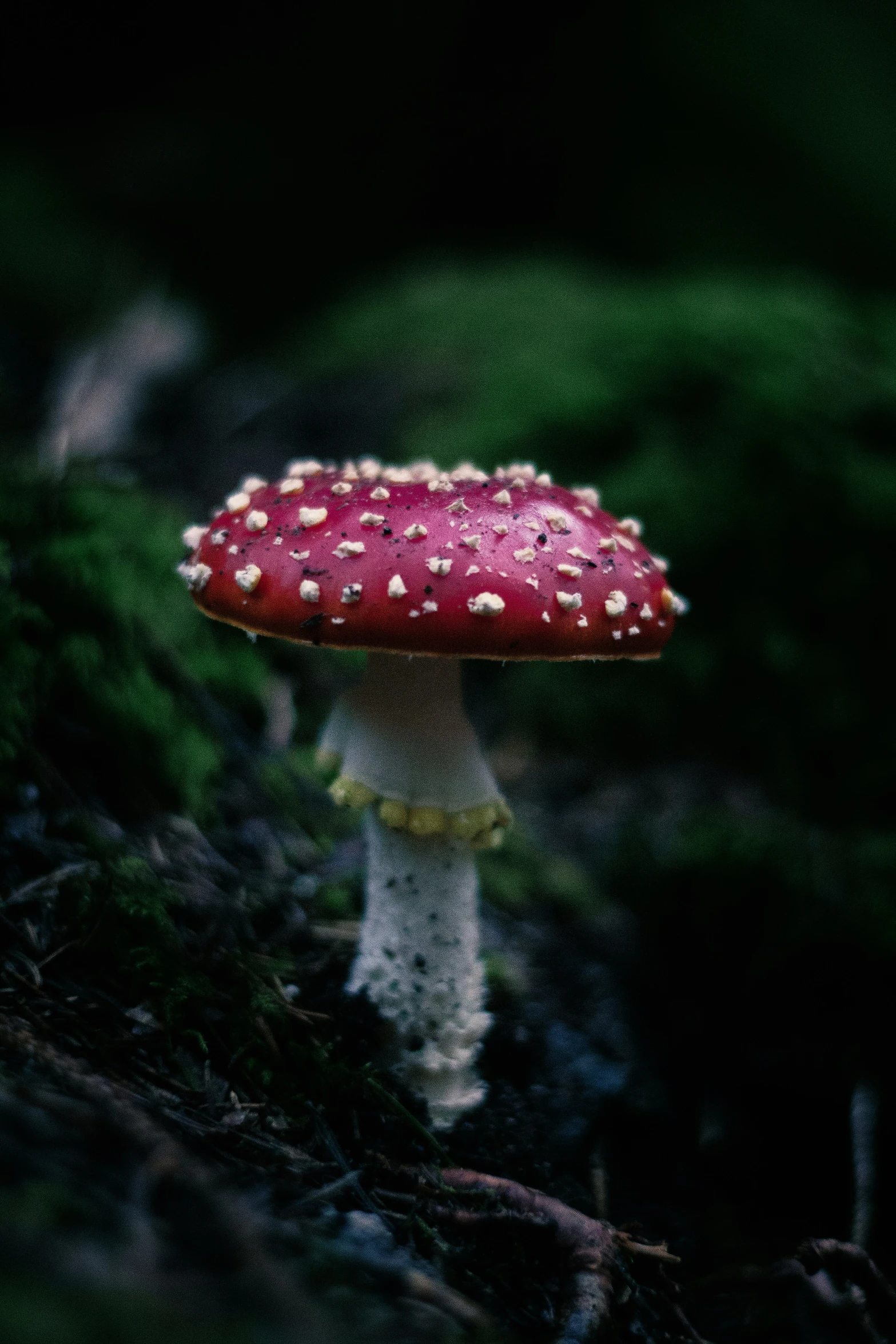 a small mushroom with white spots on it's red and white tail