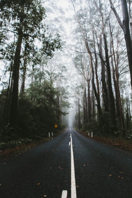 foggy day on the road in a forest with tall trees