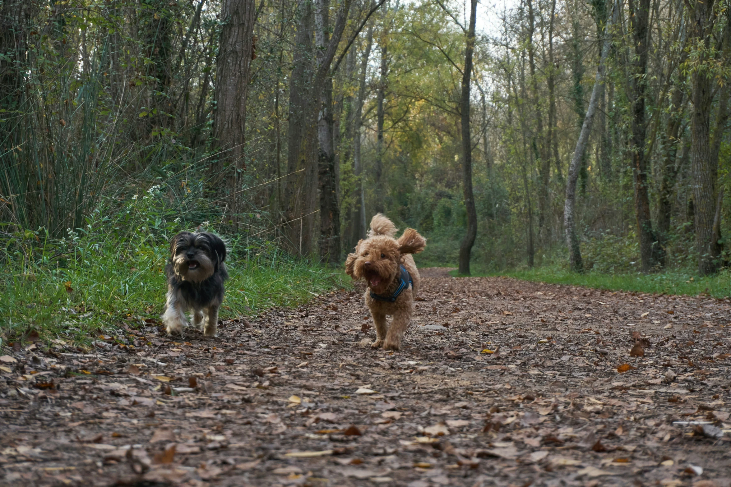 two dogs walking along side of a dirt road in the woods