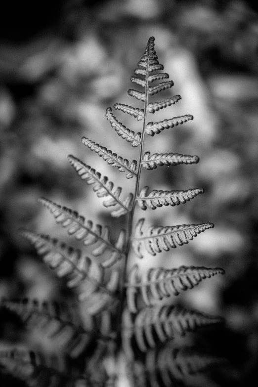 black and white po of an insect's body on the top of a fern