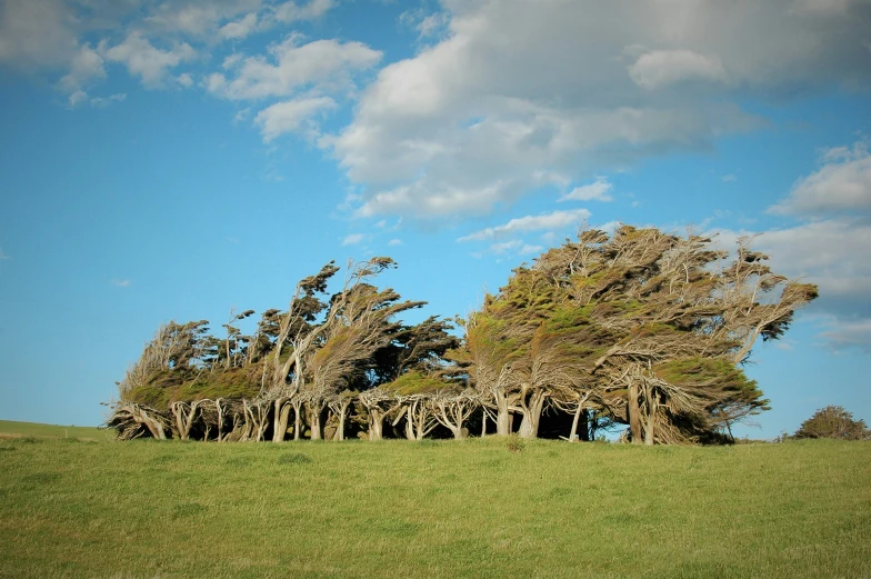 the trees are covered in moss on a grassy hillside