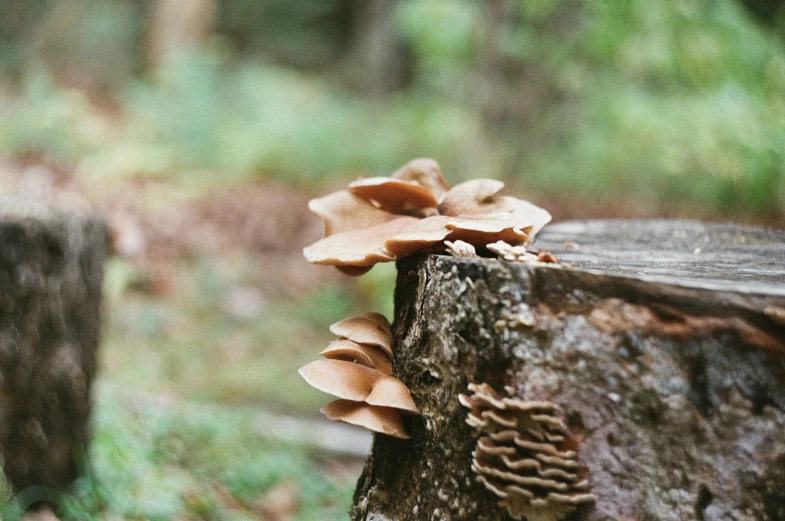 close up po of mushrooms growing out of the bark of a tree