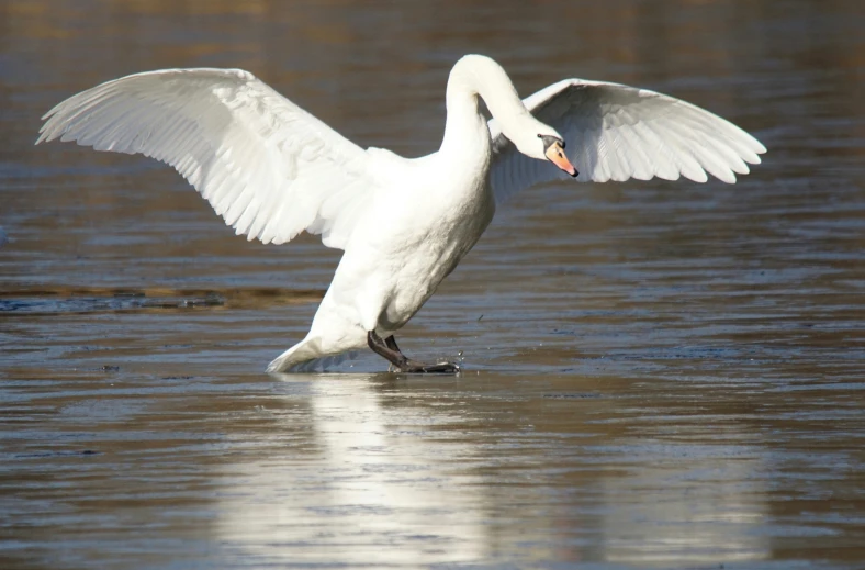 a large white bird with its wings spread out standing in the water