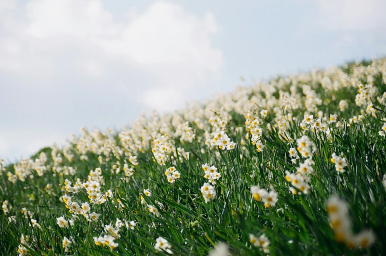 several white flowers are on the hill against the blue sky