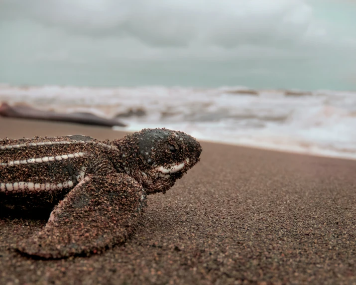 a close up of a sea turtle on the beach near the water